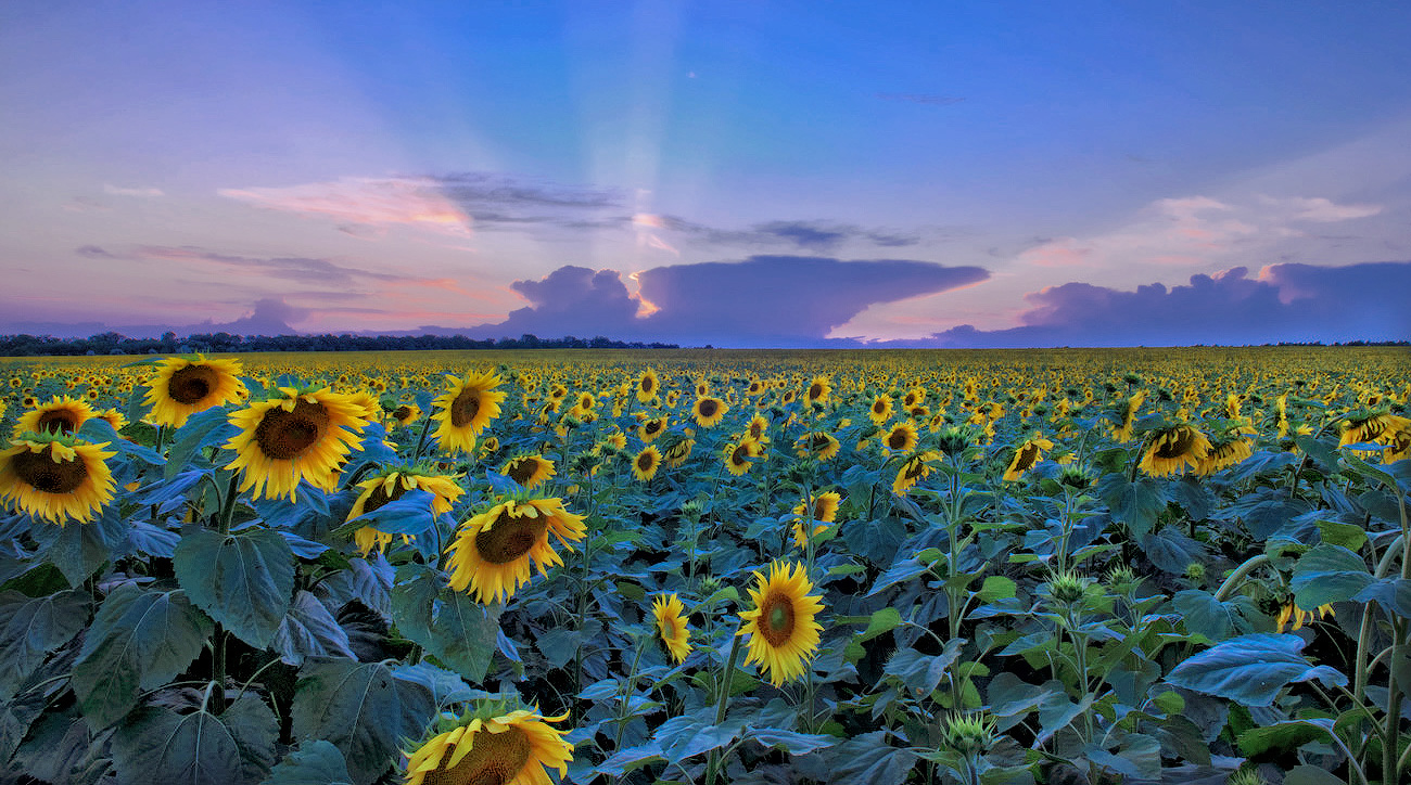 Das Nachdenken über Van Gogh. Umbuchen.