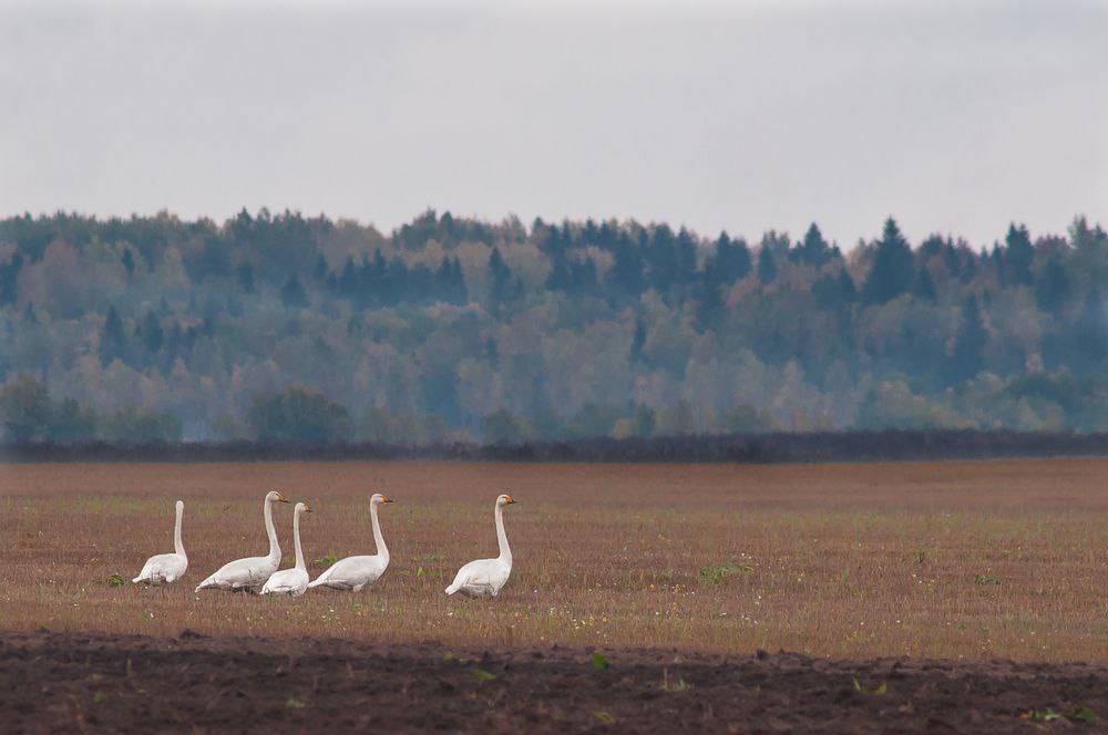 Dresscode: nur weiße