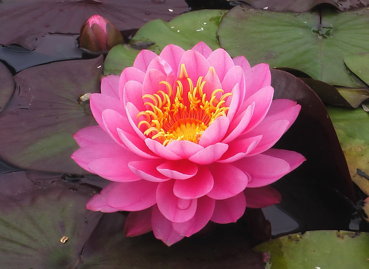 Nymphäum in seiner ganzen Pracht.