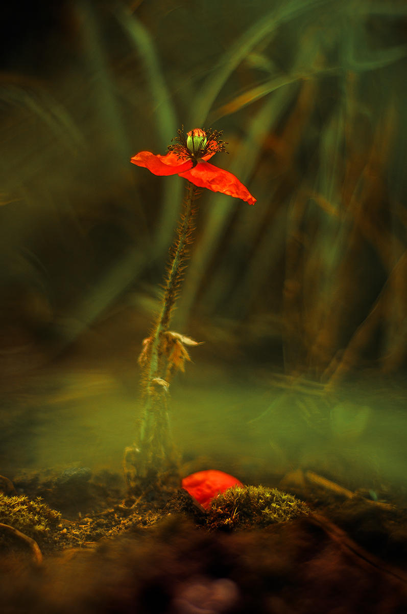 Ein Tag im Leben von Mohn