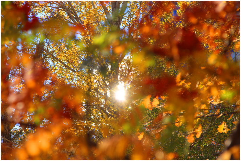 Letzte Strahl der Herbst ...
