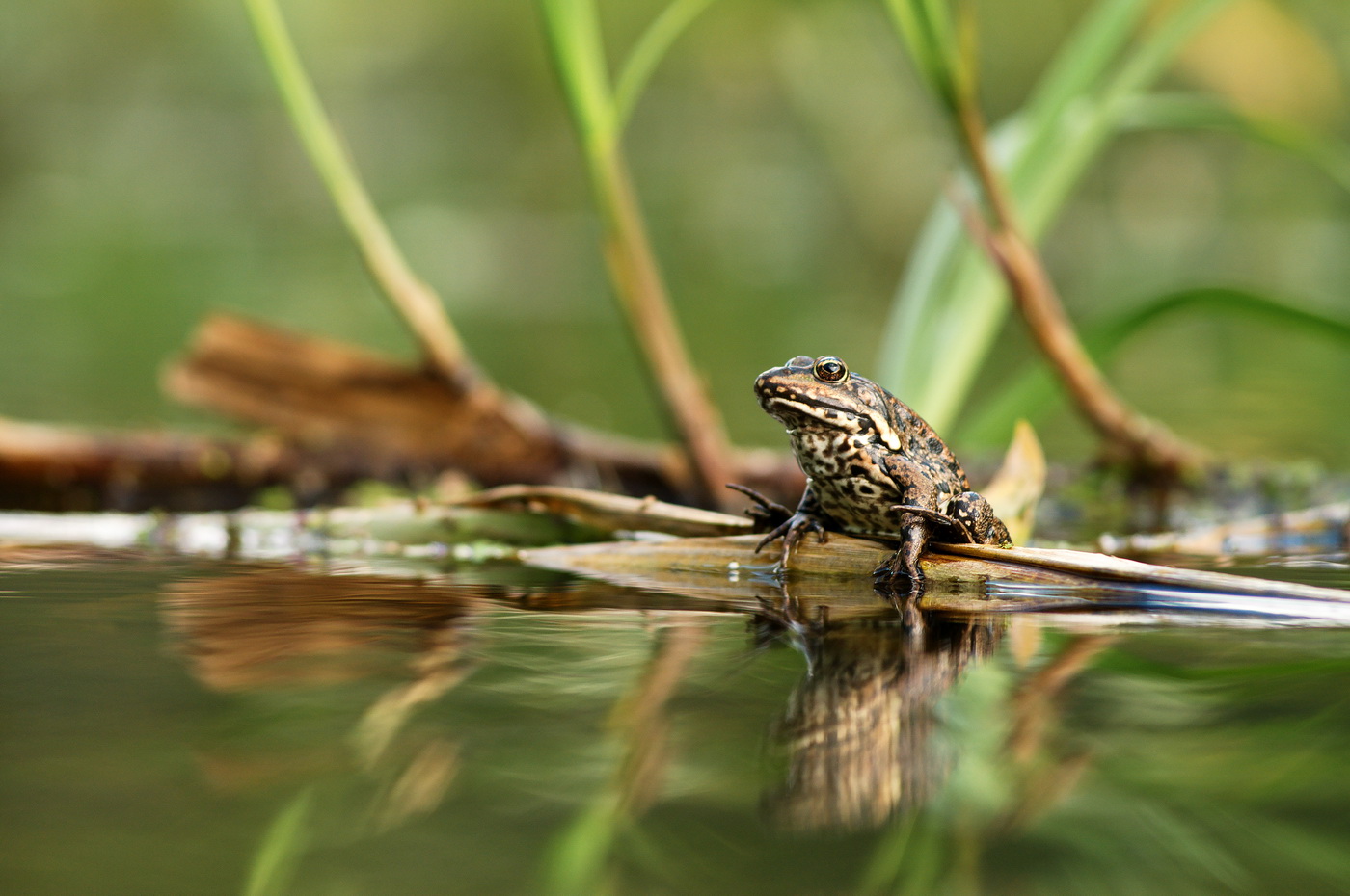 Die Prinzessin nicht ...