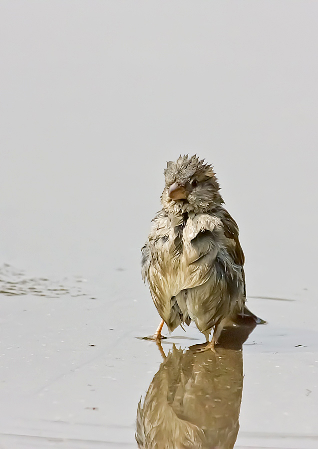 Und mich nicht Meer in die Knie ...