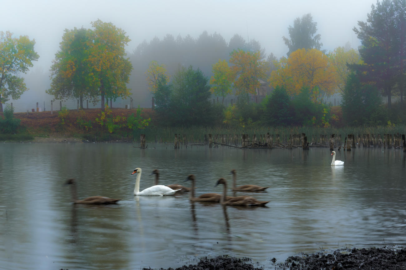 Gehen Sie in der Morgendämmerung
