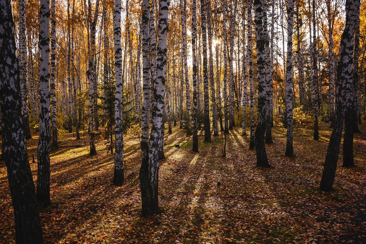 In den Wald Schatten.