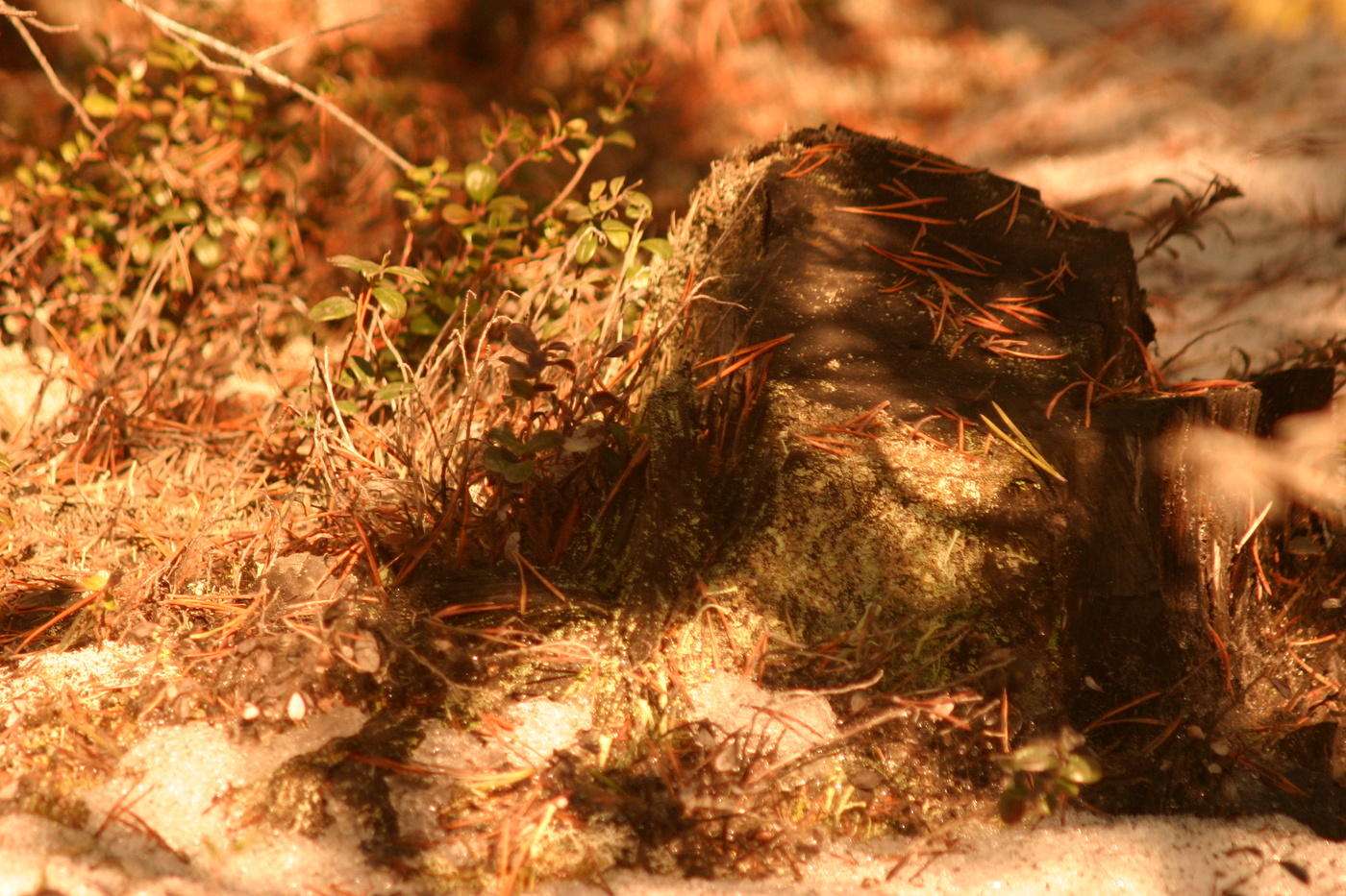 Welche Art von "Goblin" - wenn man genau hinschaut.