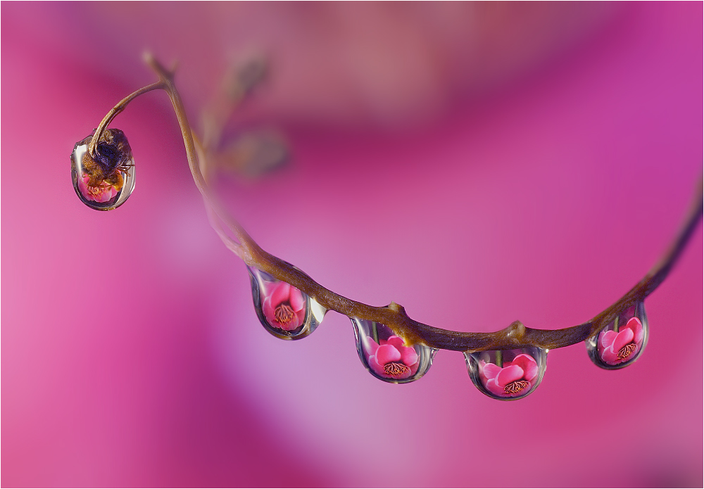 Serie mit Tropfen (3 Fotos)