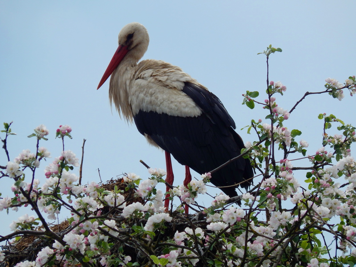 Familienglück Vormund