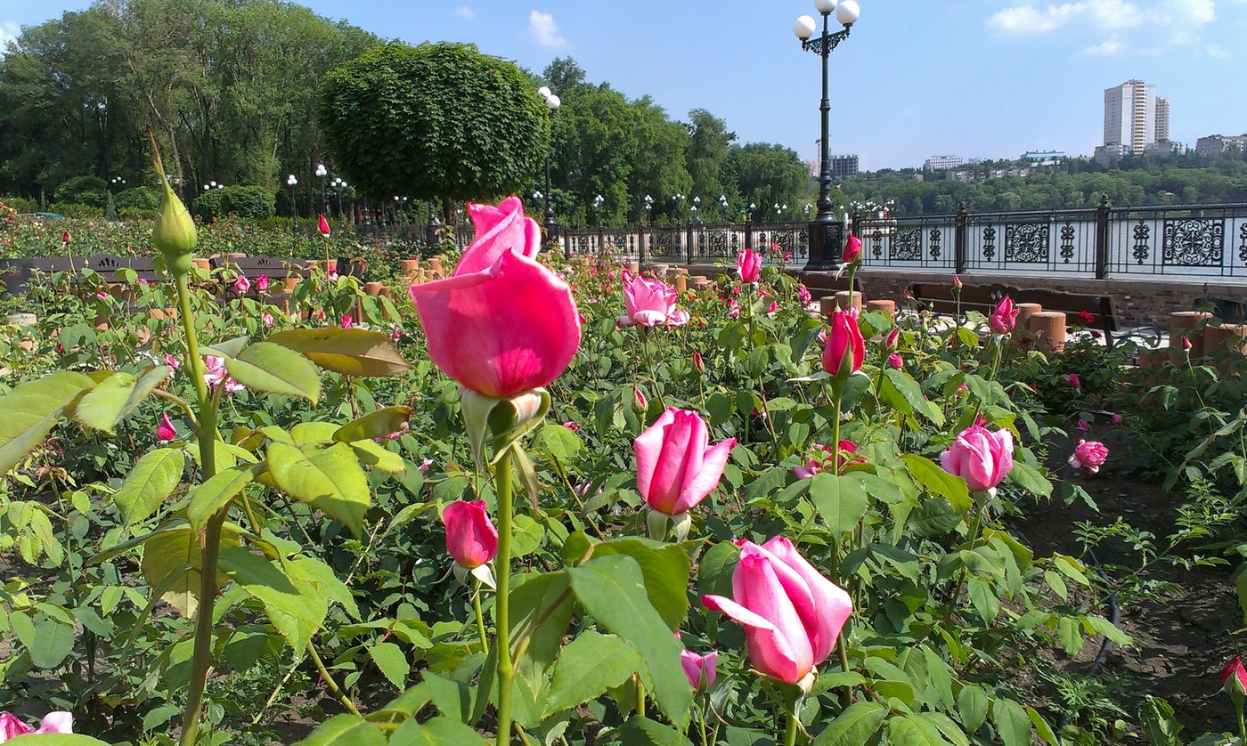 Donetsk - die Stadt der Rosen.