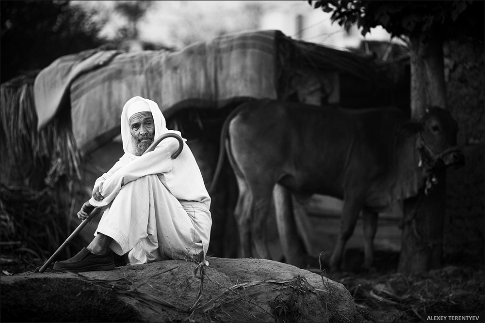 Shepherd ... Pakistan