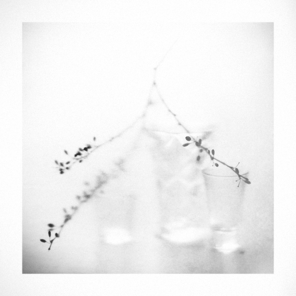 mit einem Zweig der Berberitze 1