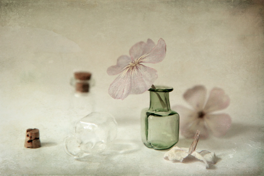 Sonett zu einer kleinen Blume