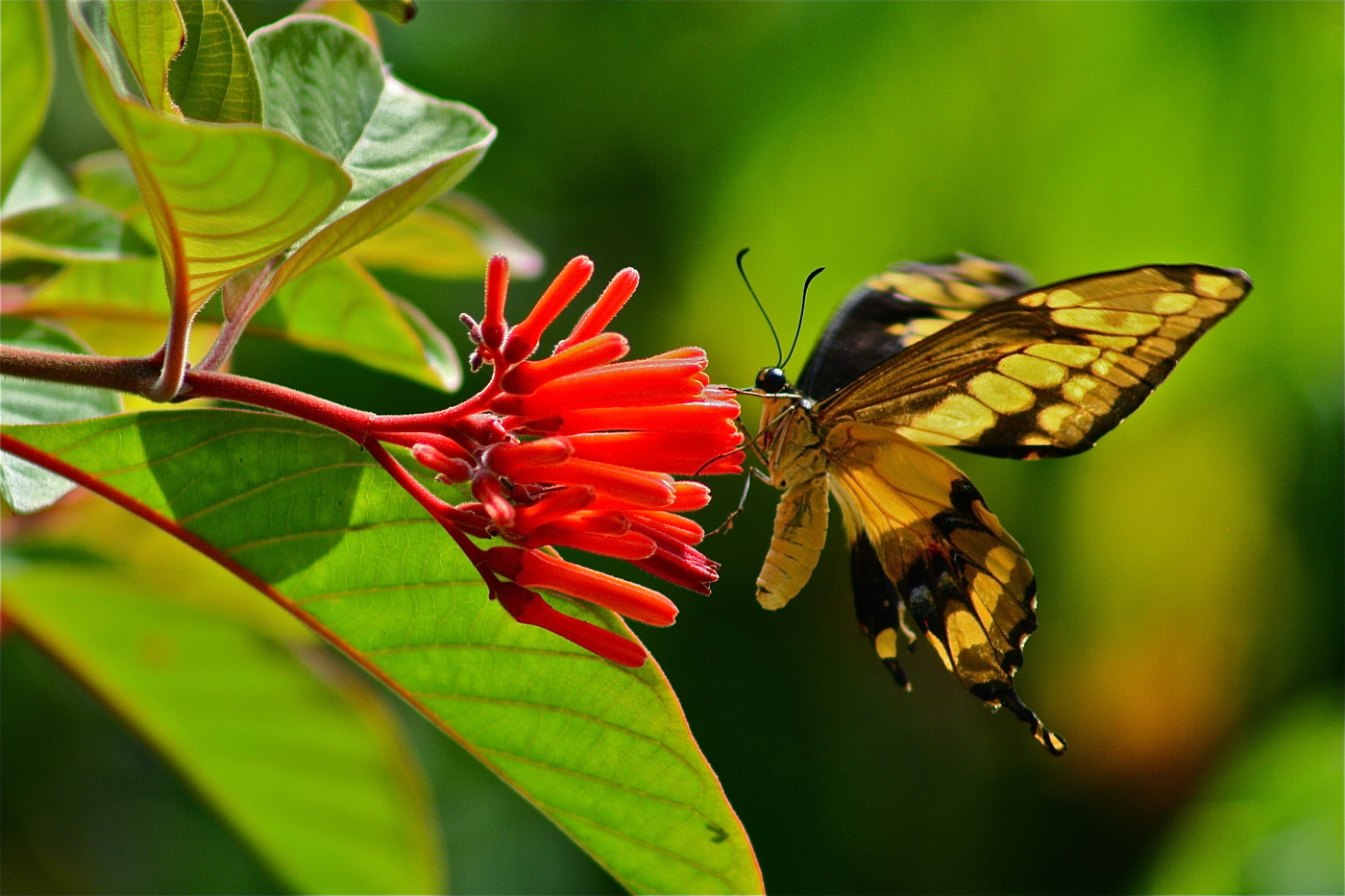 Die natürliche Eleganz