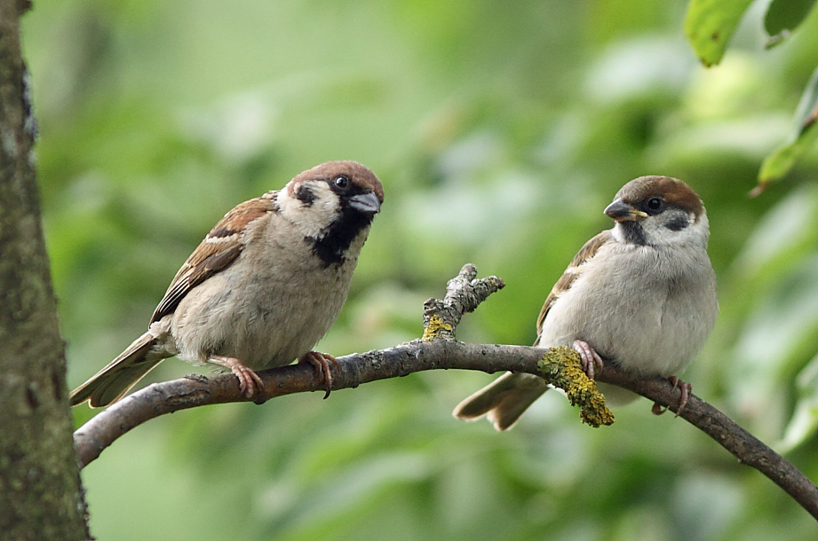 "Das Leben, mein Sohn, ist eine komplizierte Sache ..."
