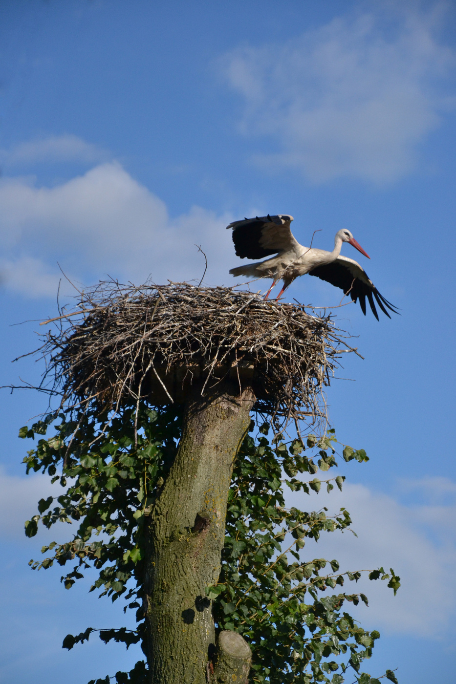 Busel (Storch)