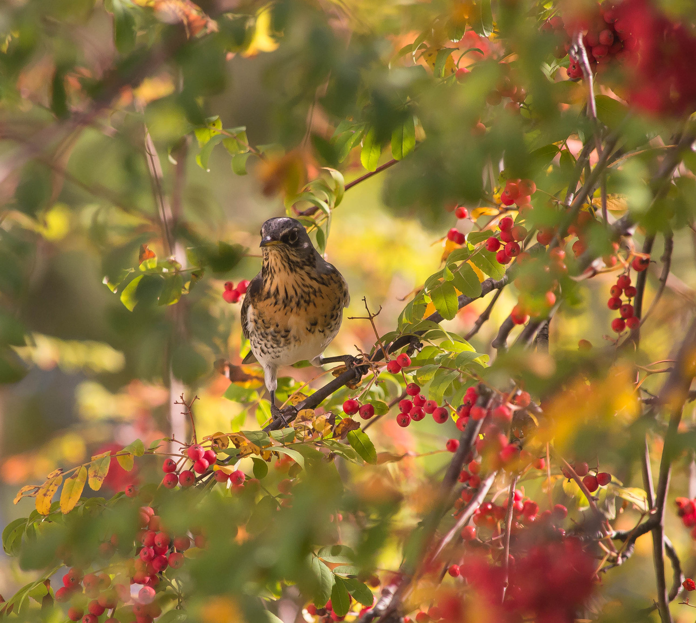 Thrush Wacholderdrossel