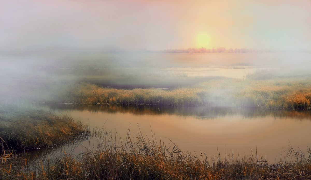 Der Nebel über der Wiese ...