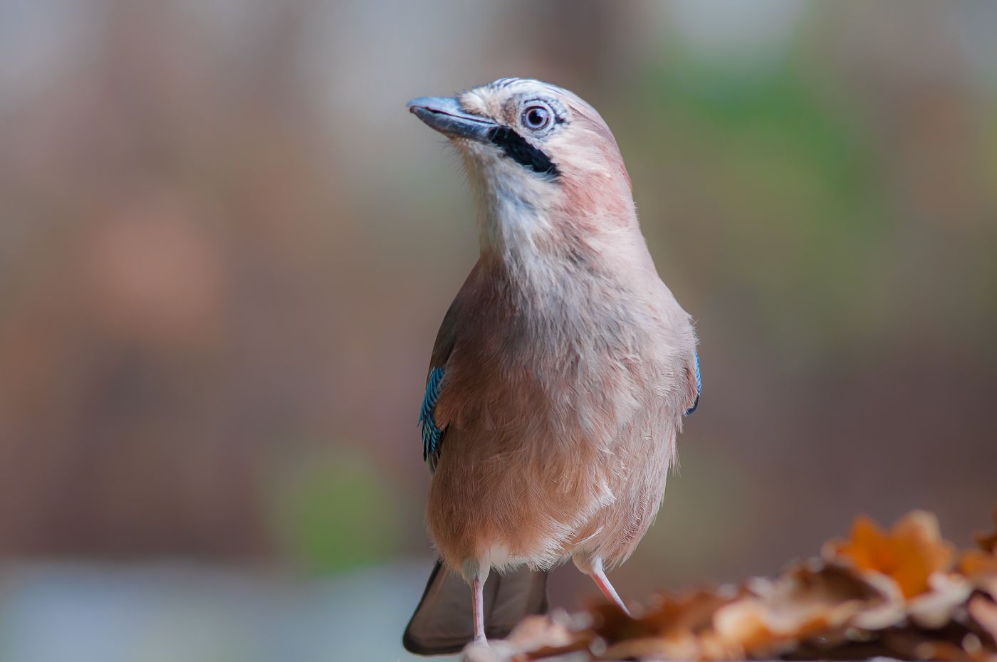 Jay in Herbstfarben