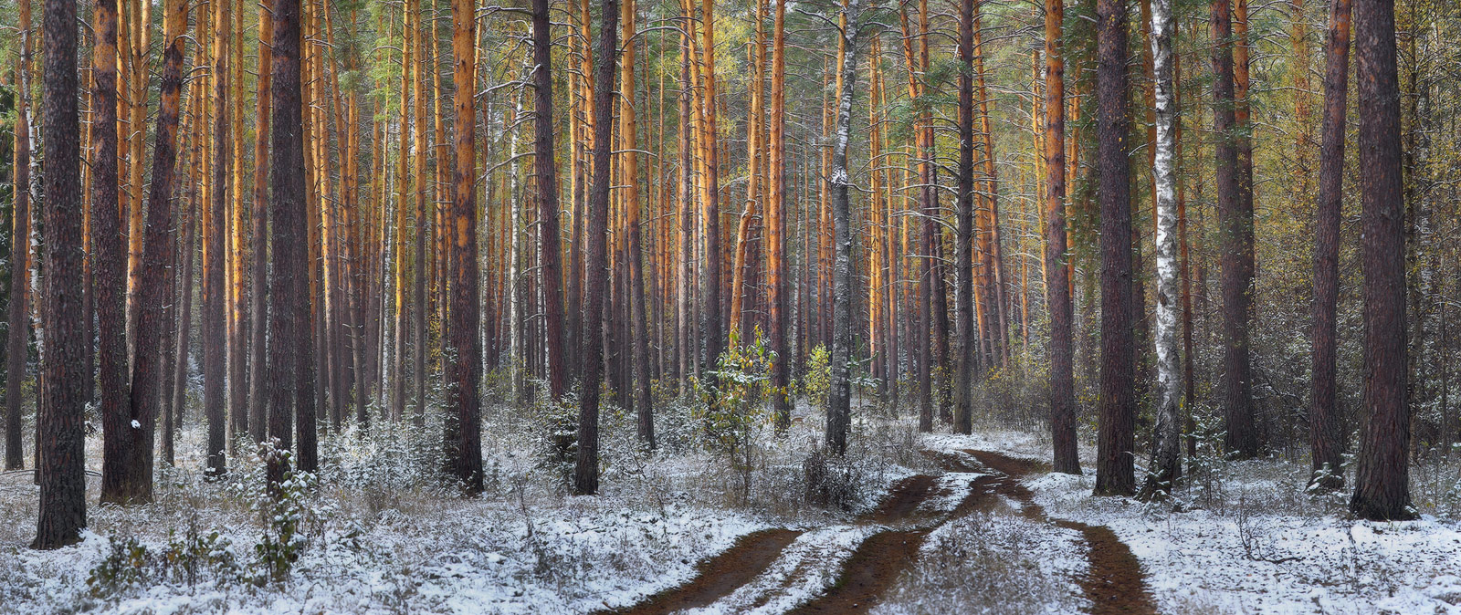 Der Morgen nach dem ersten Schnee
