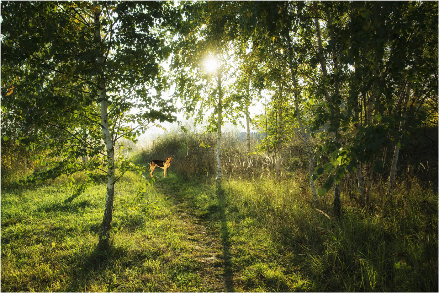 Landschaft mit einem Hund ...