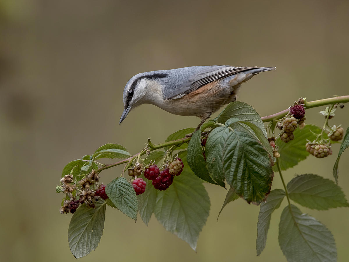 Nicht das Leben, und Himbeeren