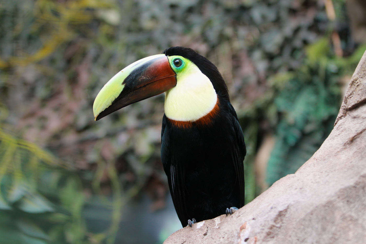 Toucan
