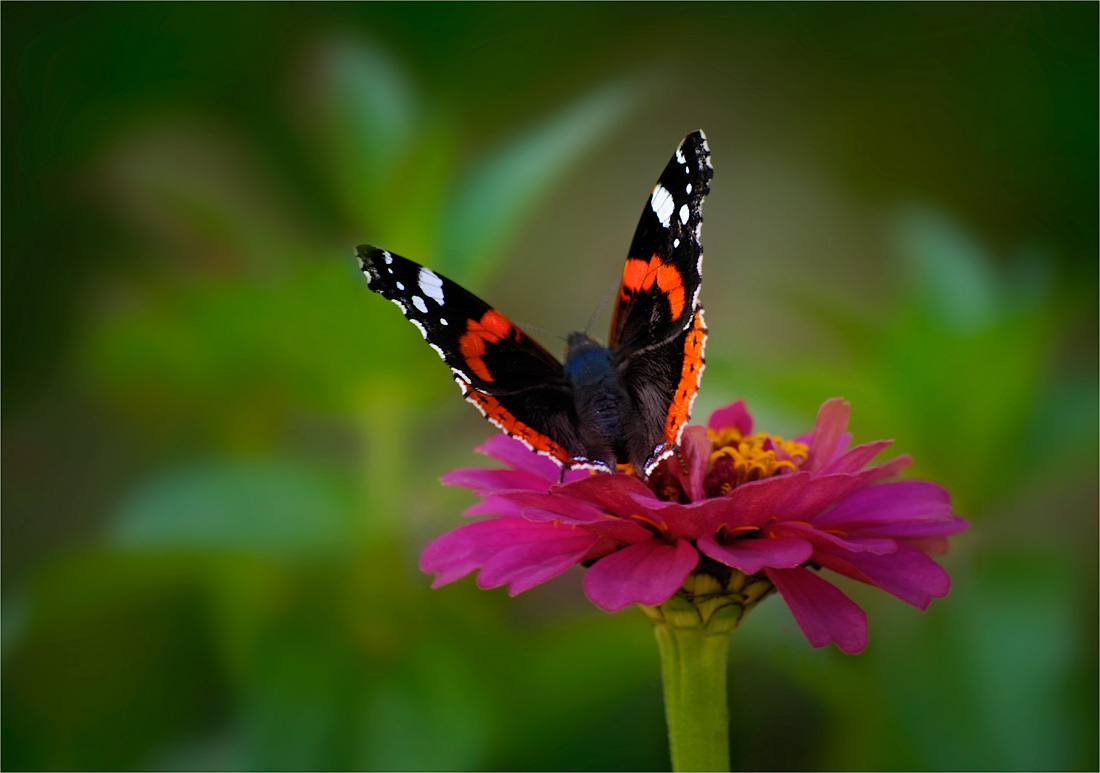 Auf Wiedersehen, Sommer!