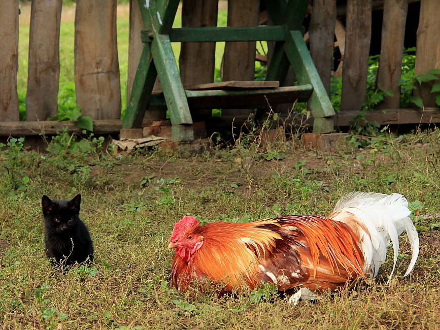 Fangen Onkel Peter und essen!