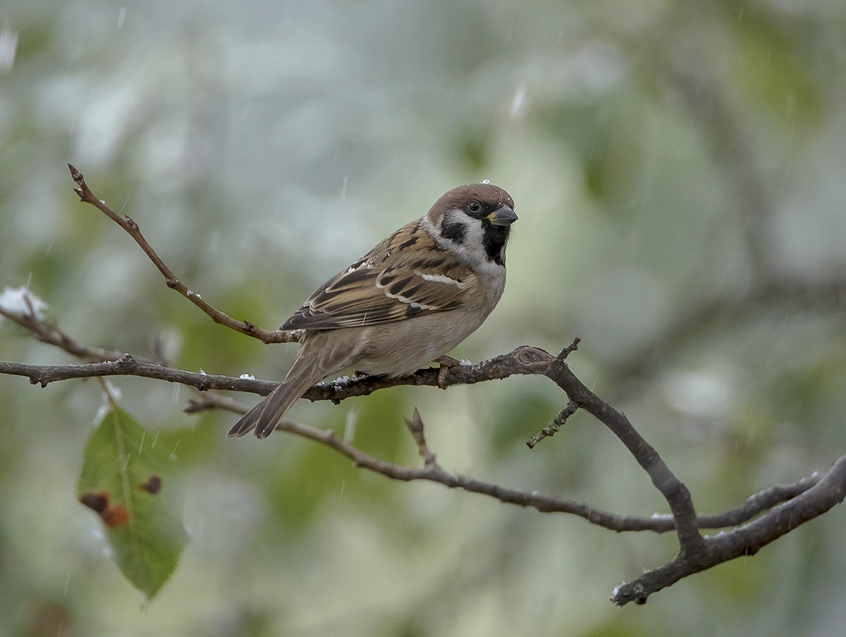 Mit dem ersten Schnee!