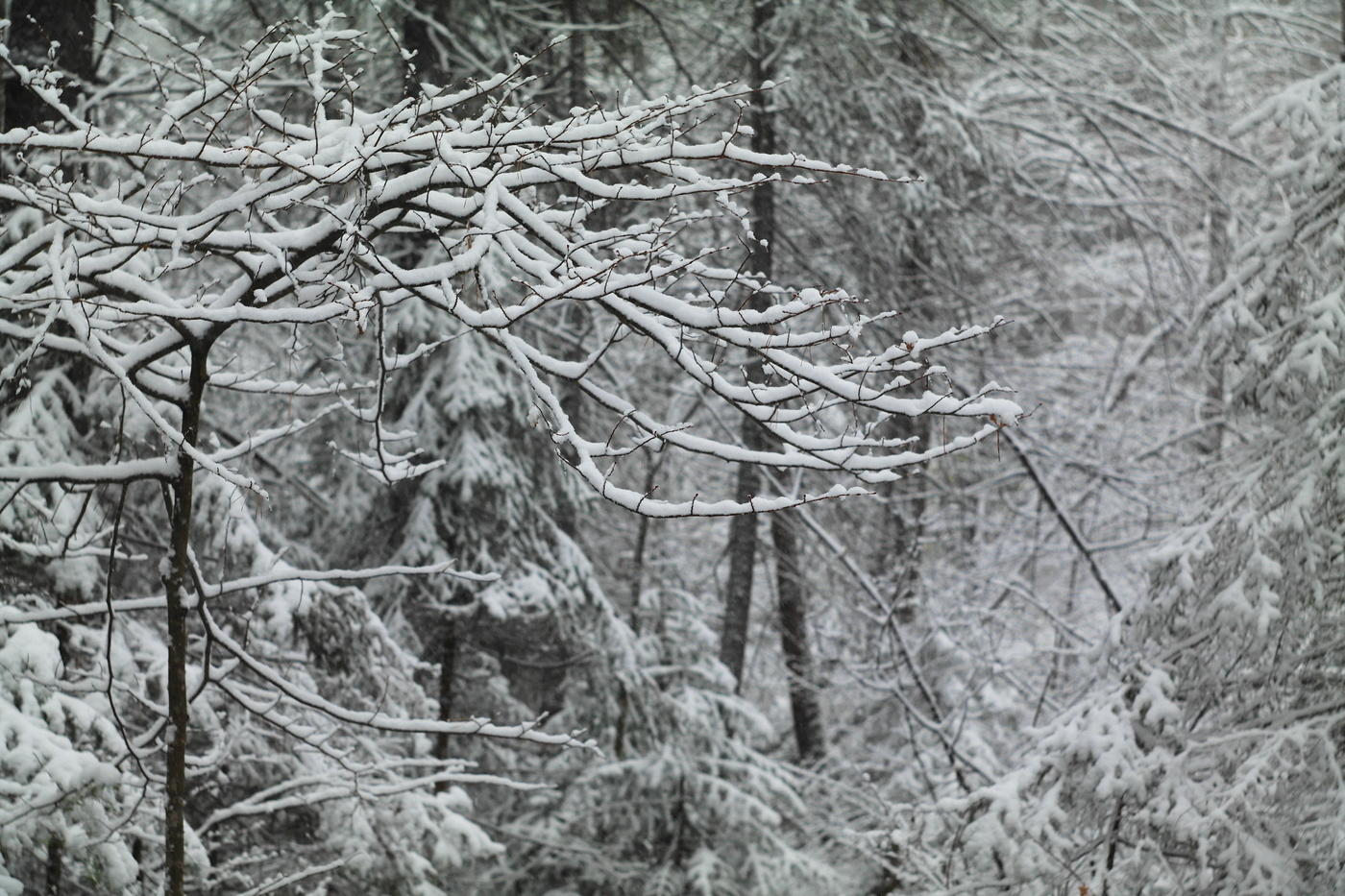 Erster Schnee, Wald.