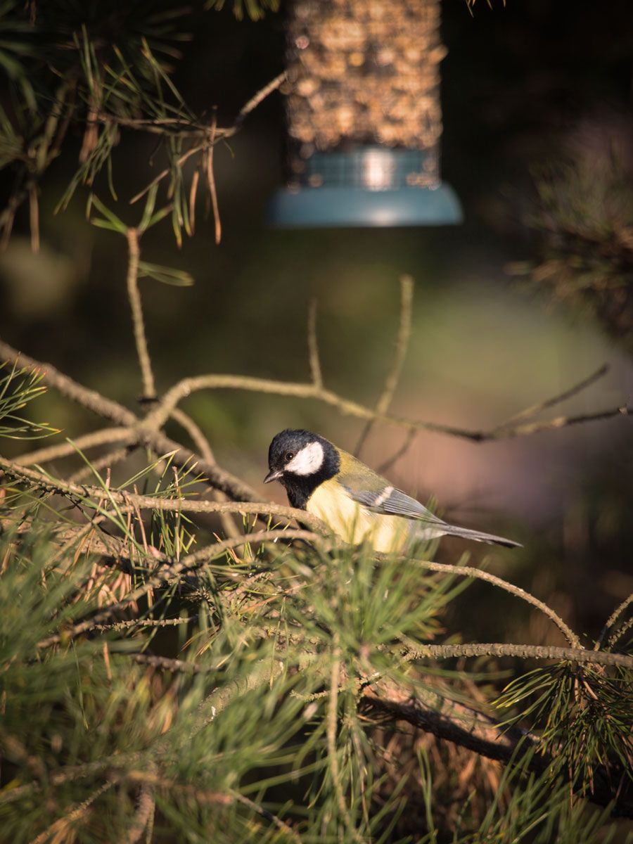 Mehr Schnee, aber es gibt schon wollen