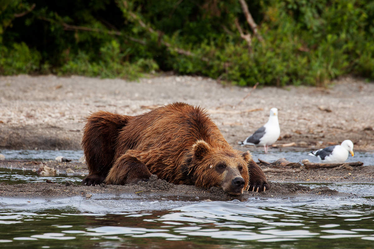 Was ist traurig Teddybär ...