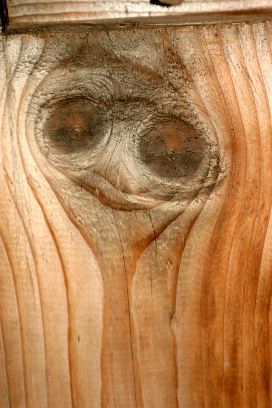 Modeerscheinungen Baum