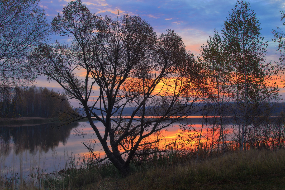 In der Sonne vetlovyh Zweigen verfangen