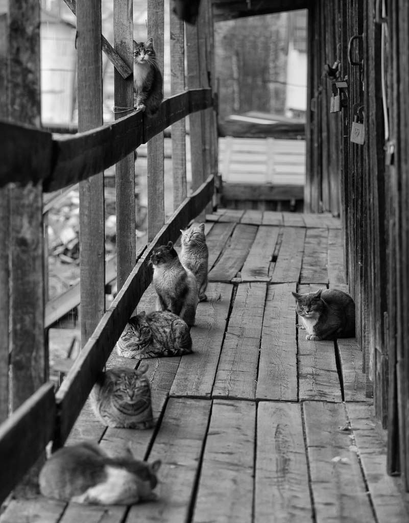 der Lehrerkonferenz.