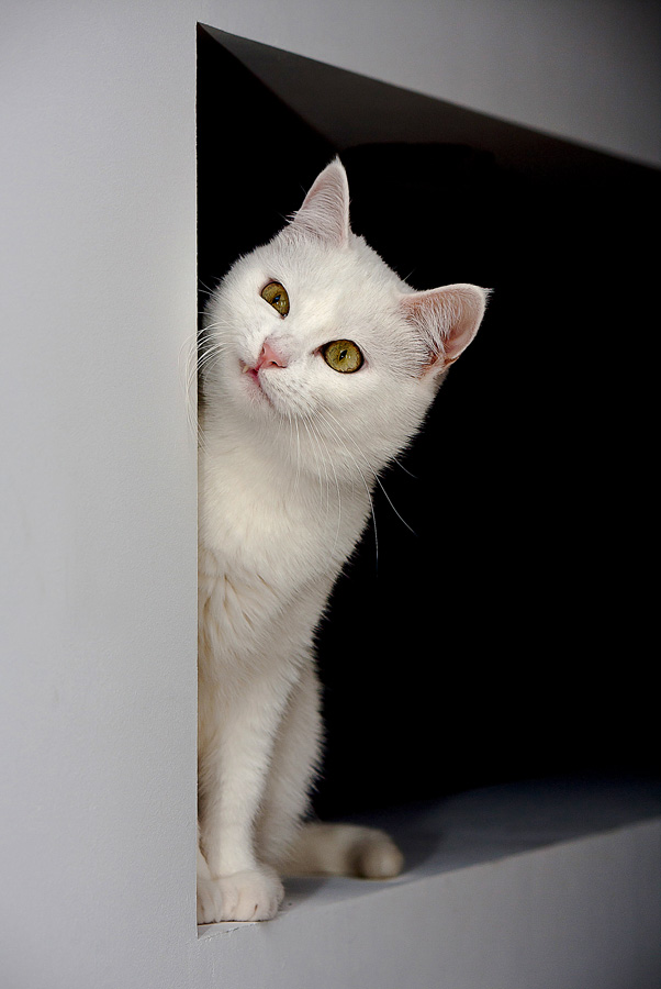 Sie denken immer noch, dass du Gott bist?