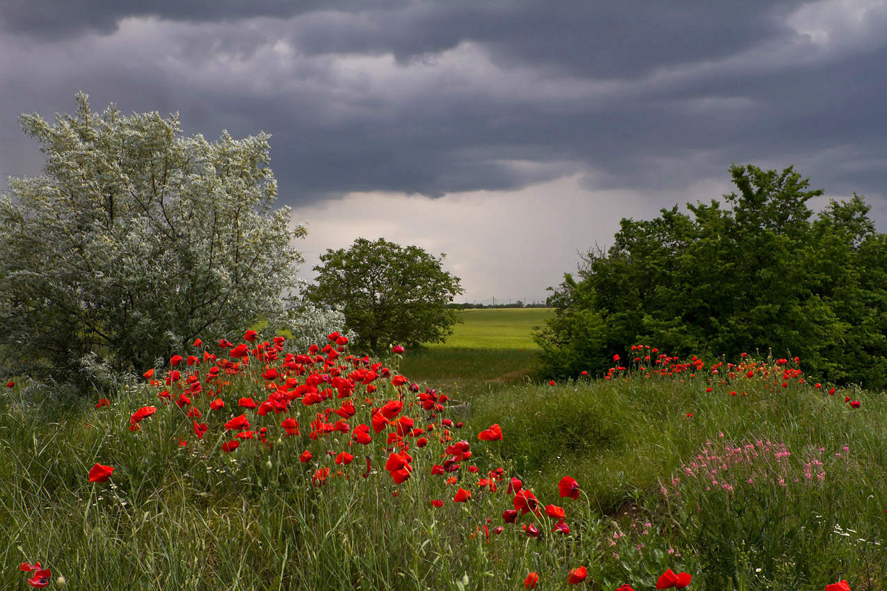 Blumen-Garten auf dem Feld.