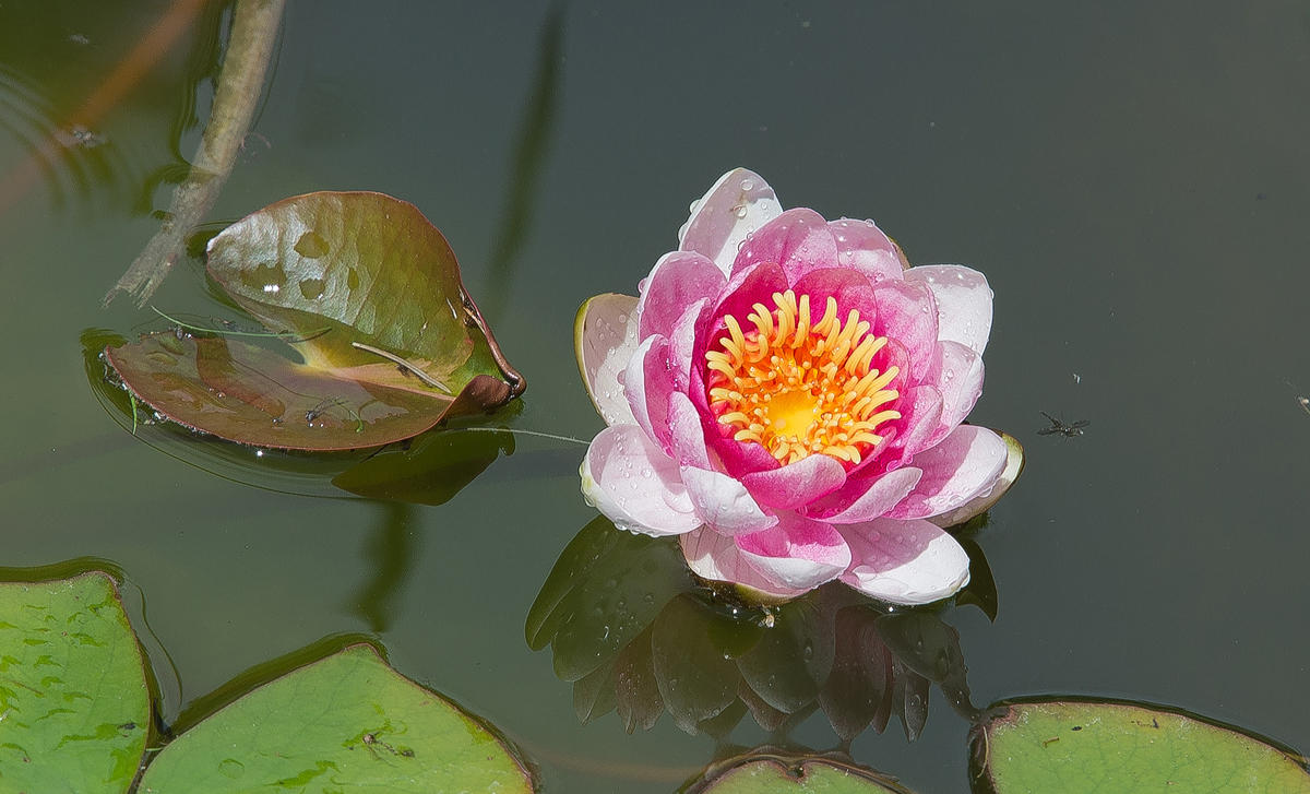 Waterlily.