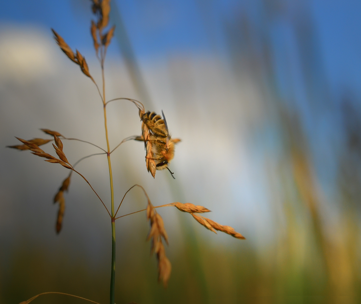 Müde von diesen Blumen ...