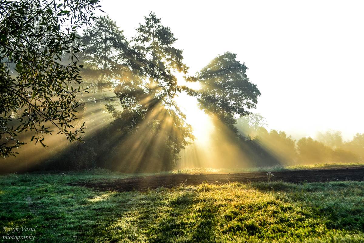 Blütenblätter leuchten