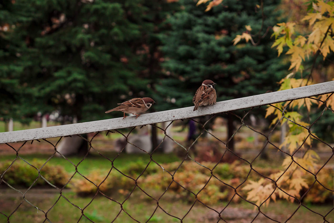 Autumn Zärtlichkeit