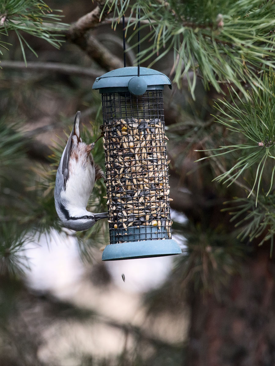 Gleichgewicht auf dem Schnabel
