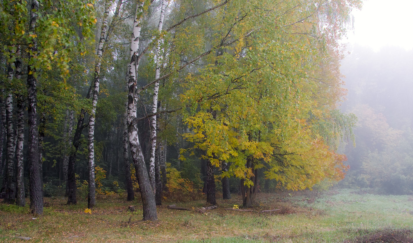 Morgendämmerung, Nebel
