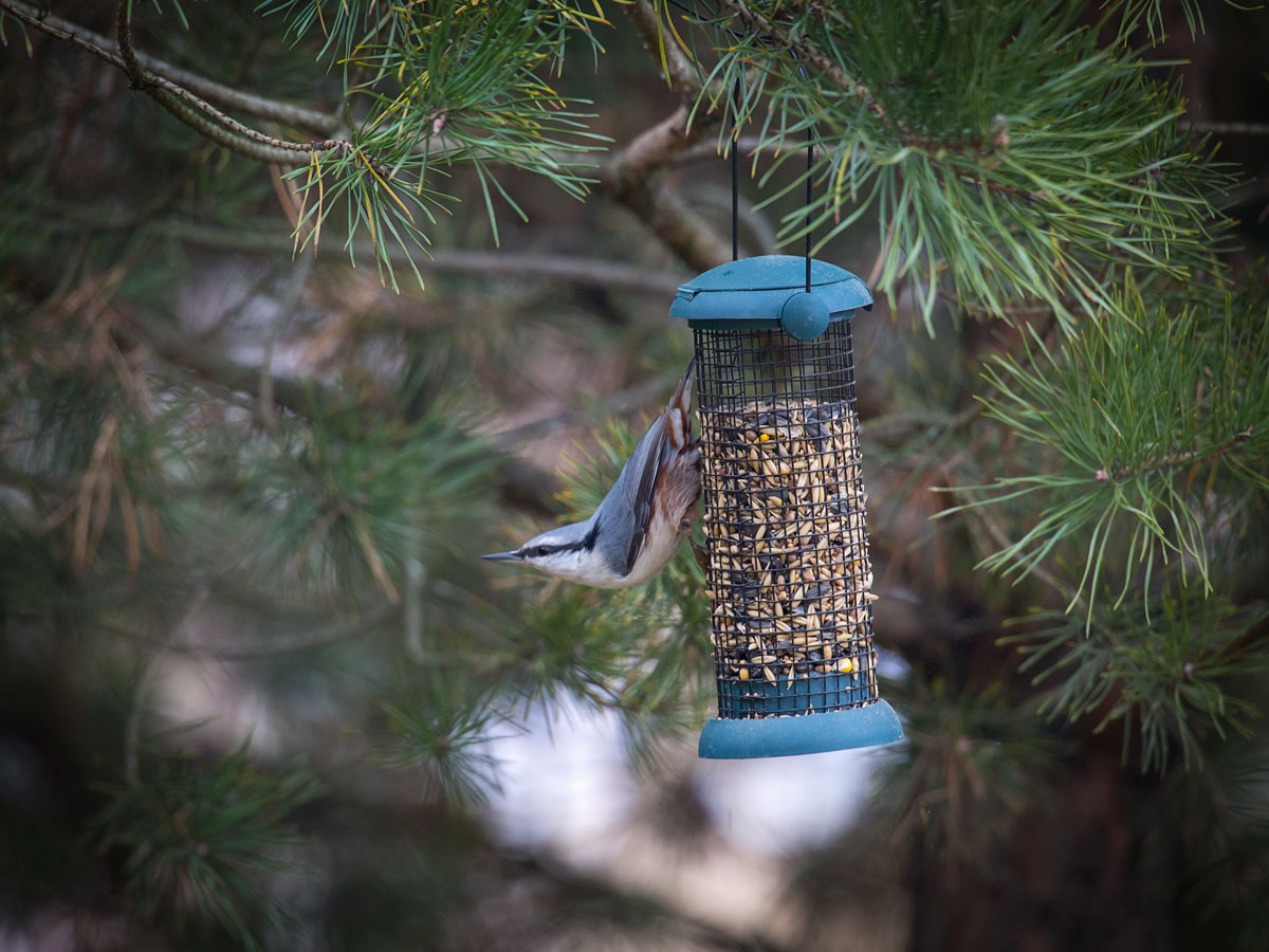 Die charakteristische Körperhaltung