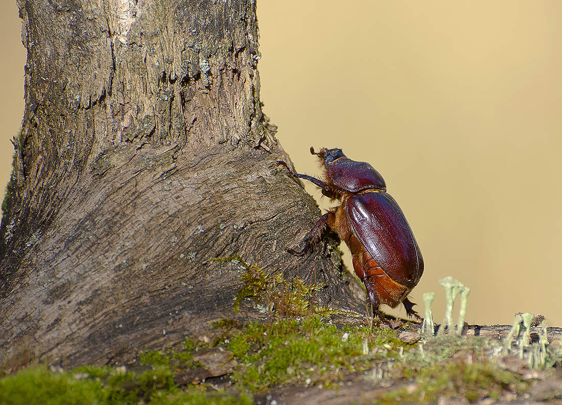 Der Weg zu den Höhen.