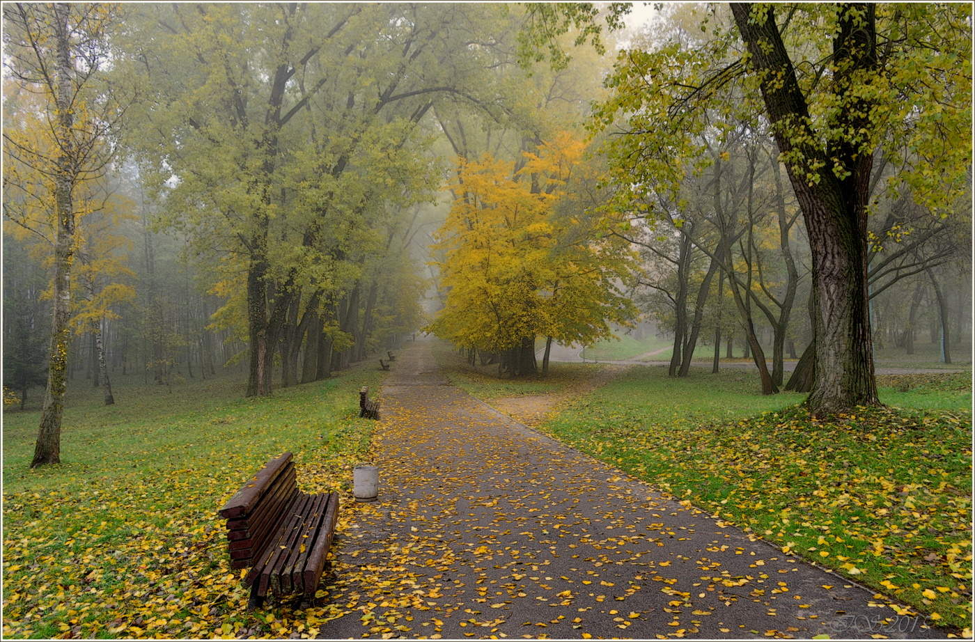 Park, Allee, Nebel