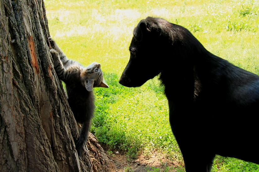 Muss ich wie ein Eichhörnchen aus?