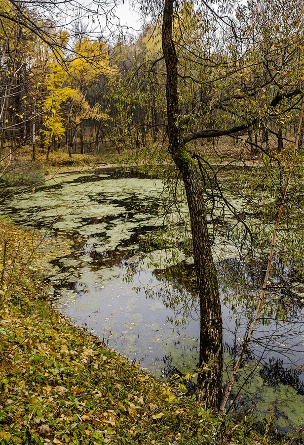 E ist in einem alten Park Teich ... ...
