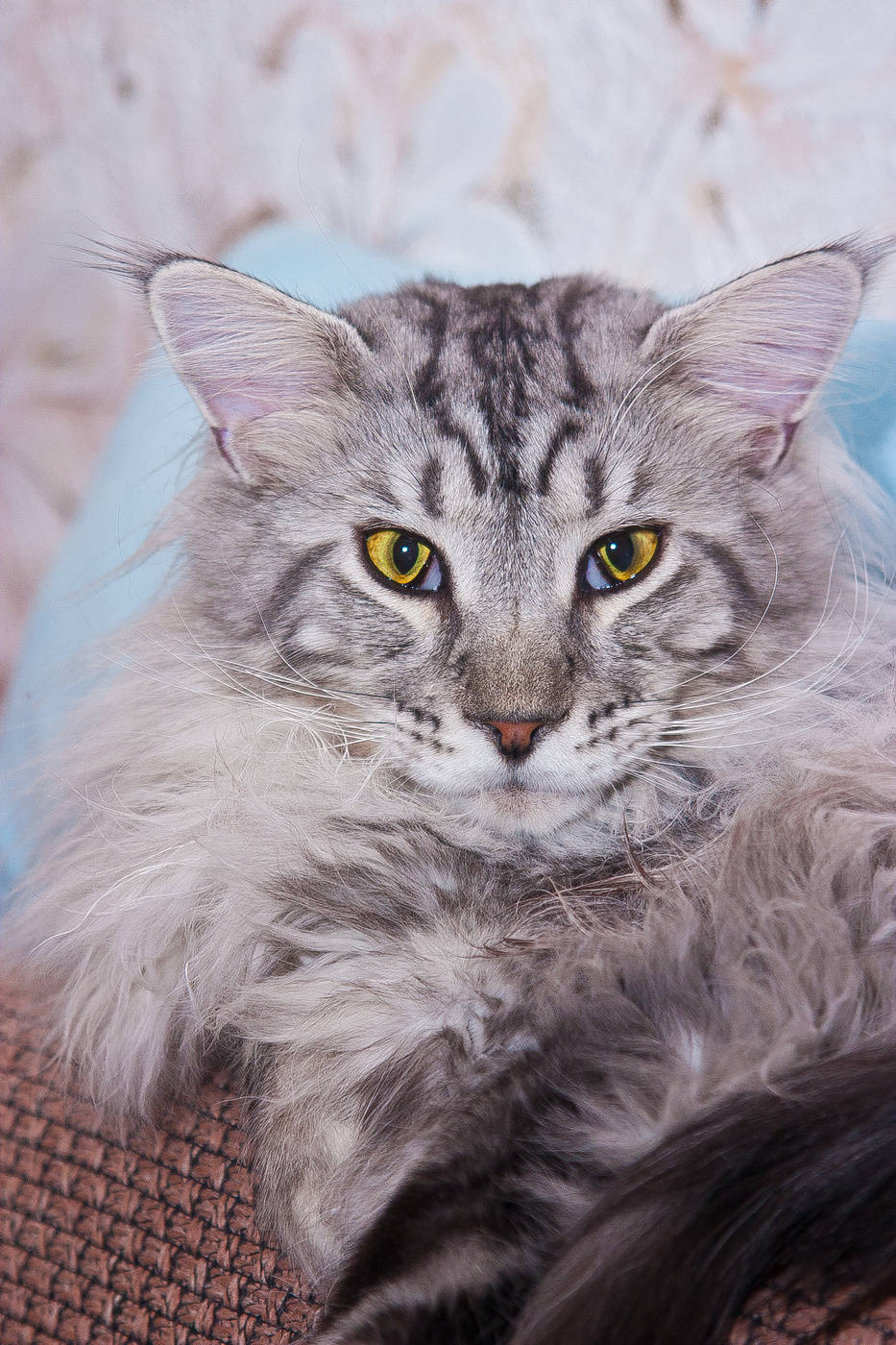 Maine Coon "Kristik"