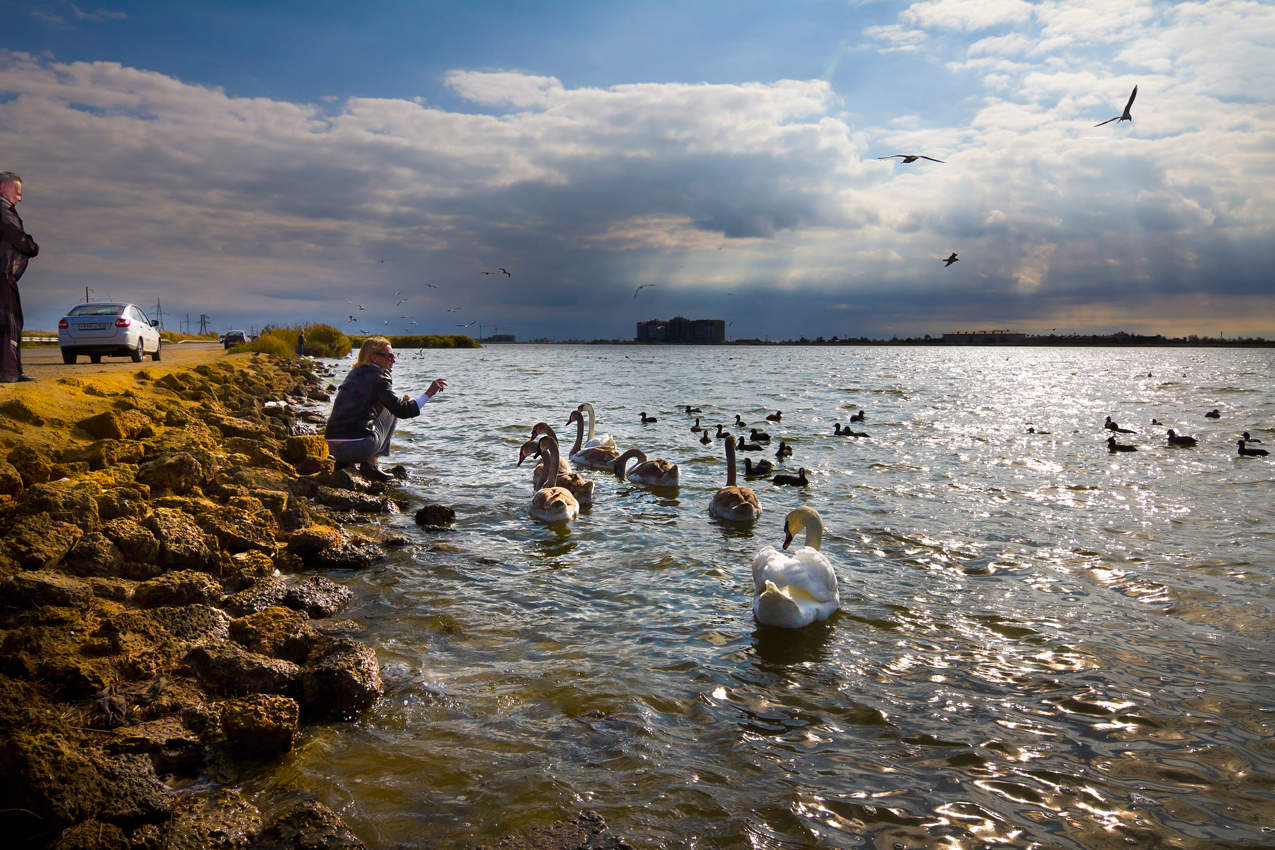 Gänse und Schwäne.